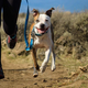 Ruffwear’s Flat Out Leash can be used handheld or secured to your waist, and is the perfect length for hiking on busy trails.